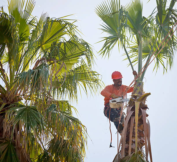 Professional Tree Care Services in Malta, IL